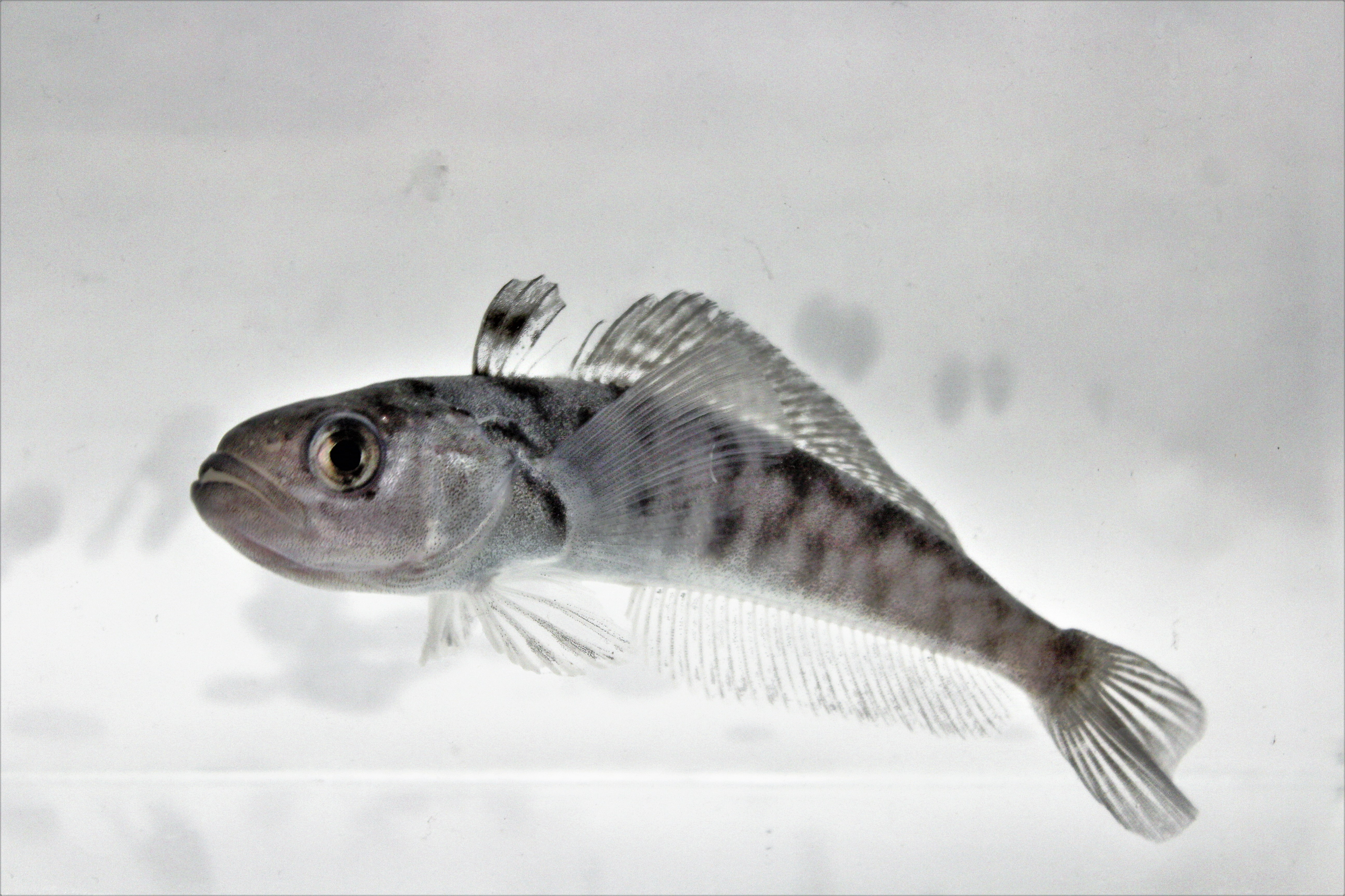 antarctic fish species